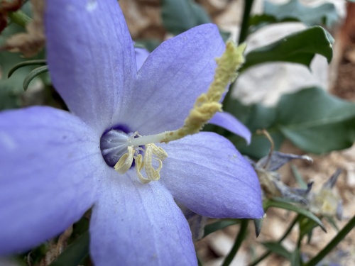 Chimney Bellflower