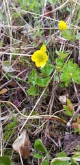 Anemonastrum richardsonii
