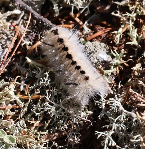 Hickory Tussock Moth