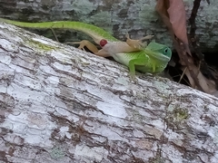 Anolis viridius