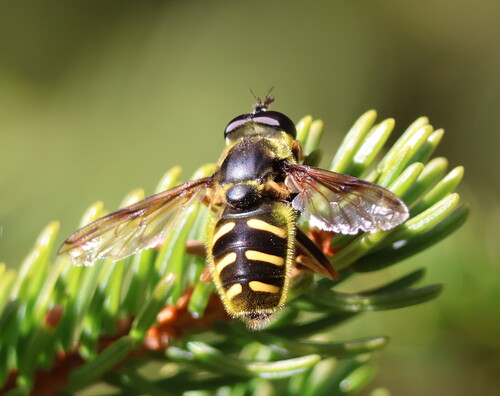 Oblique-banded Pond Fly