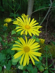 Doronicum pardalianches