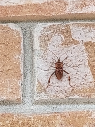 Western Conifer Seed Bug