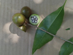 Planchonella garberi