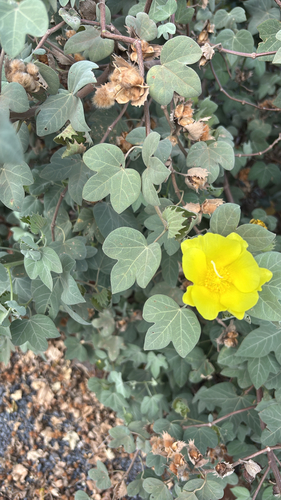 Gossypium tomentosum observed 2026-10-03