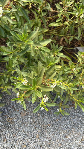Myoporum sandwicense observed 2026-10-03