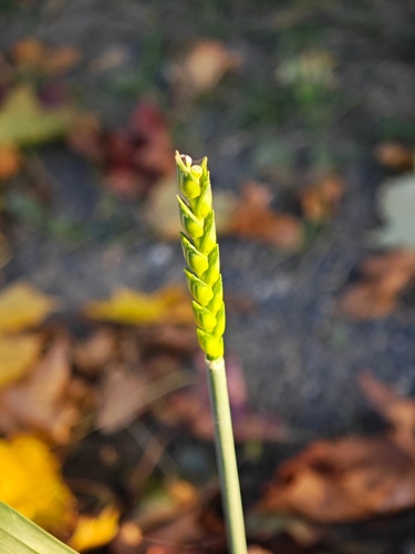 Triticum aestivum observed 2026-10-08