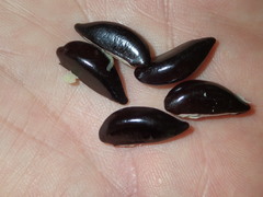 Planchonella garberi