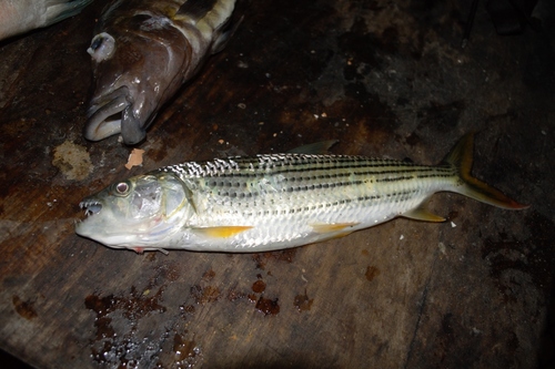 Striped Tigerfish