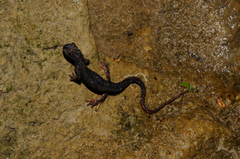 Salamandrina perspicillata