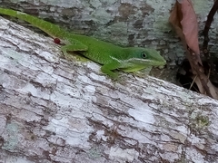 Anolis viridius