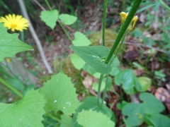 Doronicum pardalianches