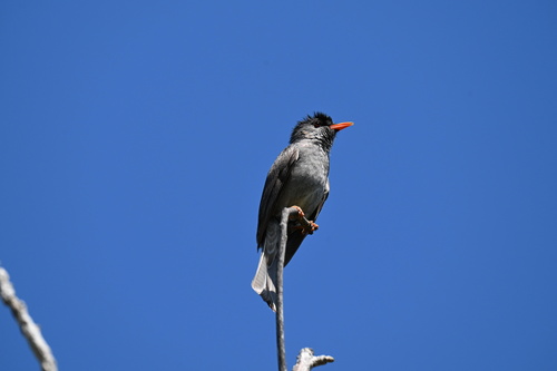 Hypsipetes madagascariensis, 2026-10-09