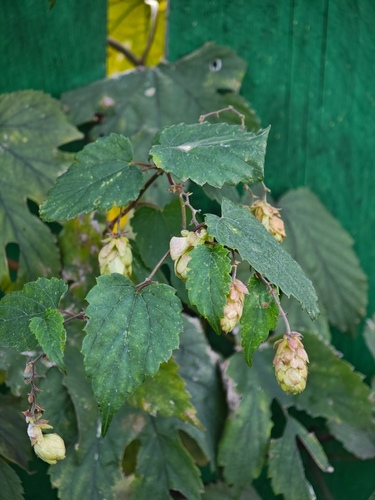 common hops