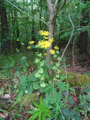 Doronicum pardalianches