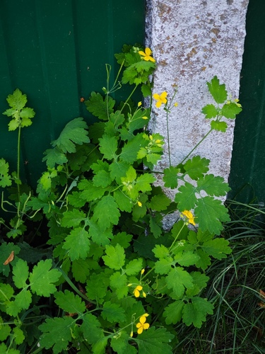 Greater celandine