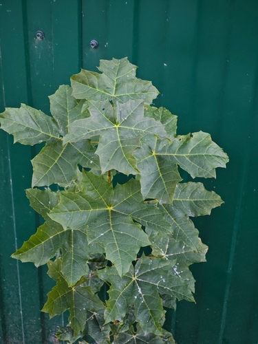 Norway maple