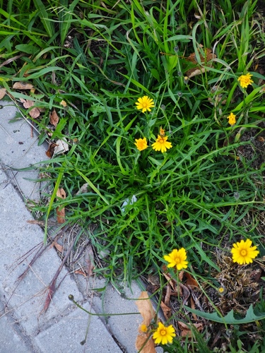Autumn Hawkbit