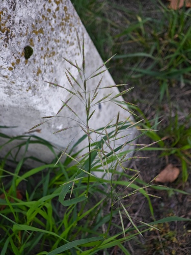Smooth Brome