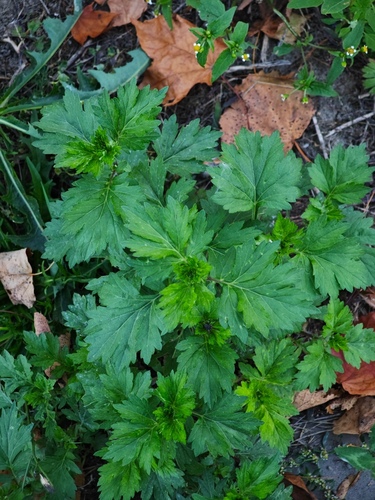 common mugwort