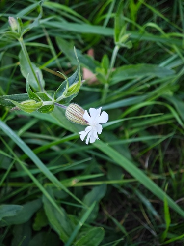 white campion
