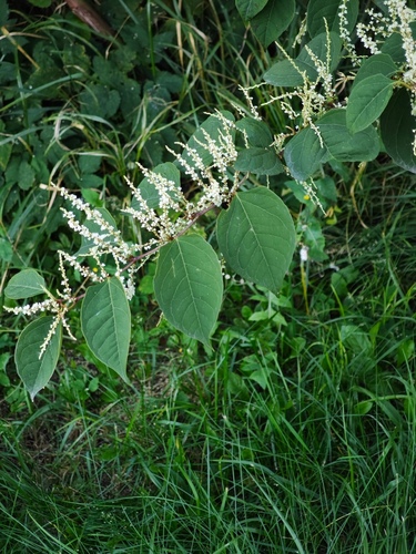Japanese knotweed