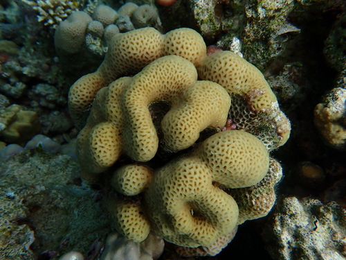 Goniastrea edwardsi observed 2026-10-06