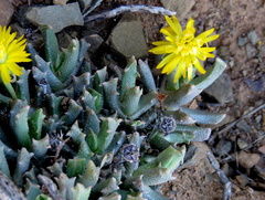 Chasmatophyllum