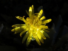 Chasmatophyllum