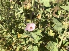 Malacothamnus aboriginum