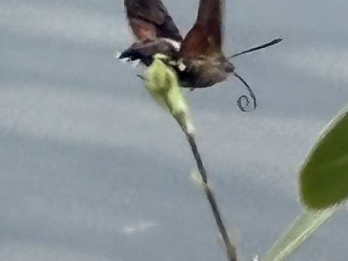 Eurasian Hummingbird Hawkmoth