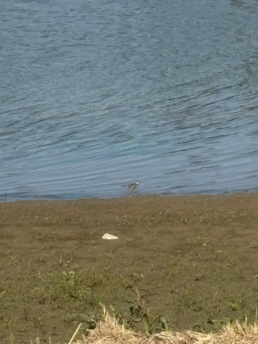 Killdeer