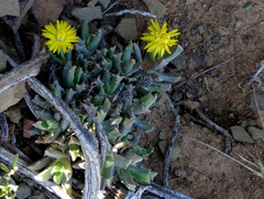 Chasmatophyllum