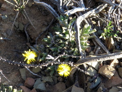 Chasmatophyllum