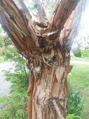 Acer maximowiczianum