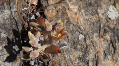 Dudleya abramsii abramsii