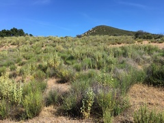 Malacothamnus aboriginum