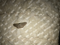 Idaea distinctaria