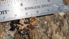 Dudleya abramsii abramsii