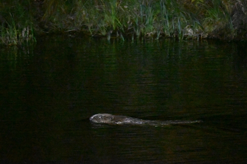 Eurasian Beaver