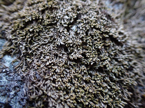 Gymnomitrion obtusum observed 2026-10-08