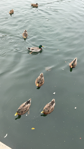 Mallard