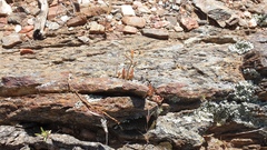 Dudleya abramsii abramsii