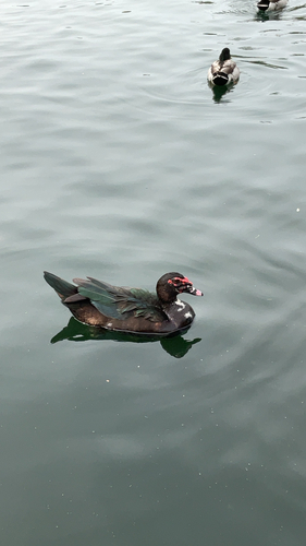 Muscovy Duck