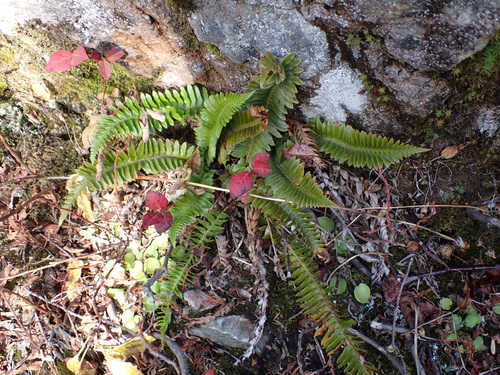 Polystichum imbricans observed 2026-10-08