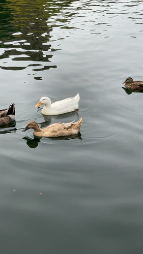 Domestic Mallard