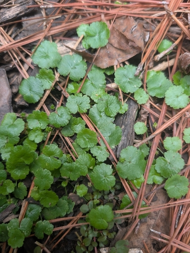Hydrocotyle sibthorpioides observed 2026-10-09