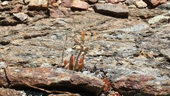 Dudleya abramsii abramsii