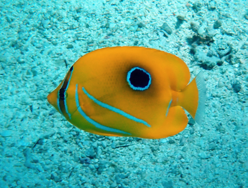 Chaetodon bennetti observed 2026-10-08