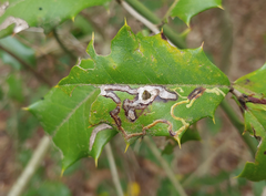 Phytomyza ilicis group